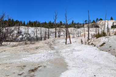 Mamut Kaplıcaları, Yellowstone Ulusal Parkı