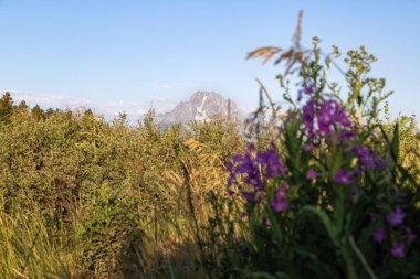 Grand Teton Ulusal Parkı 'nda gün doğumu