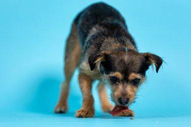 Mavi Arkaplanda Komik Siyah Köpek