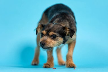 Mavi Arkaplanda Komik Siyah Köpek