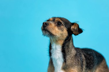 Mavi Arkaplanda Komik Siyah Köpek