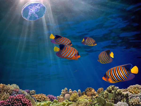 의물에 산호초와 물고기 집단이 로열티 프리 스톡 사진