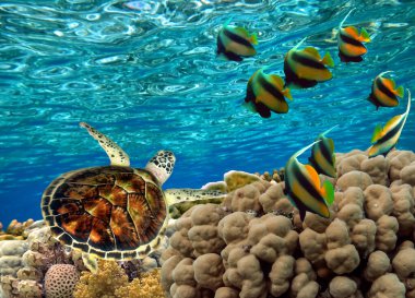 Renkli mercan resifleri arasında yüzen yeşil deniz kaplumbağası. Kızıl Deniz