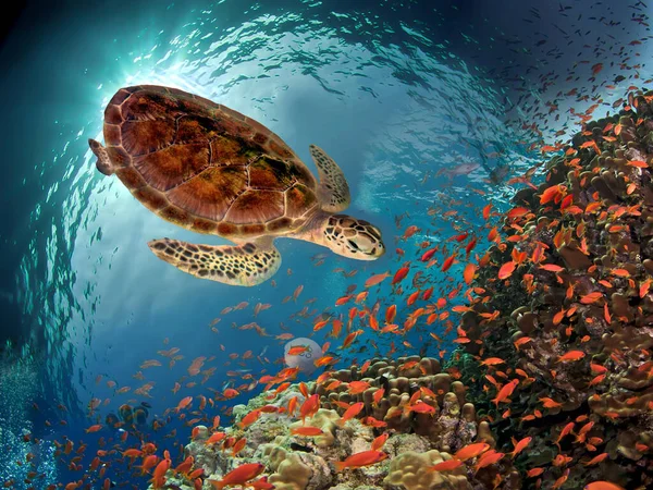 Renkli Mercan Resifleri Arasında Yüzen Yeşil Deniz Kaplumbağası Kızıl Deniz — Stok fotoğraf