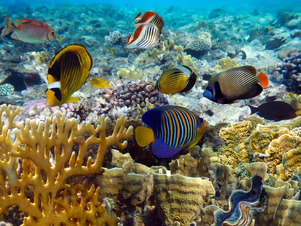 Korallrev Vatten Med Skola Färgglada Tropiska Fiskar — Stockfoto