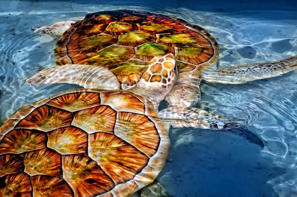 Zwei Grüne Meeresschildkröten Stockfoto