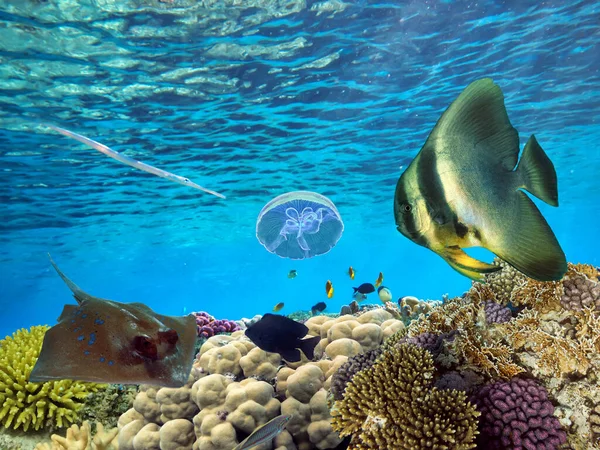 Korallenriff Unter Wasser Mit Einem Schwarm Farbenfroher Tropischer Fische lizenzfreie Stockfotos