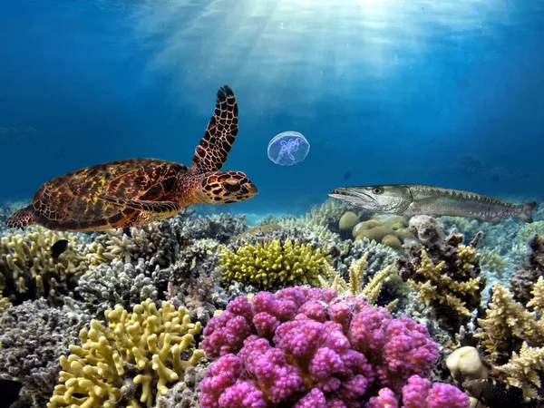 绿海龟在五彩斑斓的珊瑚礁之间游动 图库照片