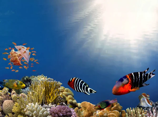 珊瑚礁水下 有成群五彩斑斓的热带鱼 免版税图库图片