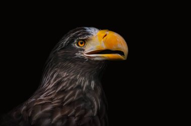 Ilustration portrait of a eagle on black screen