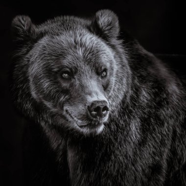 brown bear close up portrait