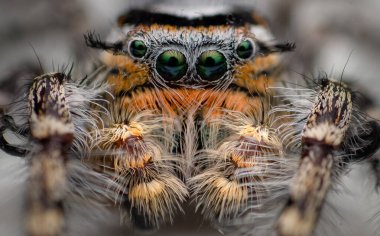 Beyaz arka planda zıplayan örümcek. Filippus cinsinden örümcek..
