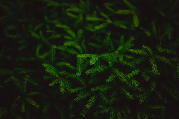 Dark background with stars. Christmas branches. Coniferous tree.