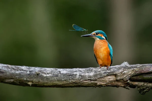 Lindo Pequeno Kingfisher Comum Alcedo Atthis Uma Libélula Sentada Bico — Fotografia de Stock