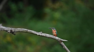 Nehir balıkçısı (Alcedo at this) bir dala oturur ve uçar. Video ve ağır çekim vahşi yaşam videosu. 