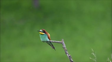 Avrupalı renkli arı yiyici (Merops apiaster) bir dala tüneyip dinleniyor. Güzel renkli arka plan, hafif yağmur. Doğal ortamında bir kuş..