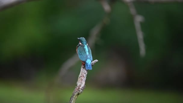 カワセミ Alcedo Atthis は枝の上に座り 飛び去る 動画とスローモーション野生動物のビデオ — ストック動画