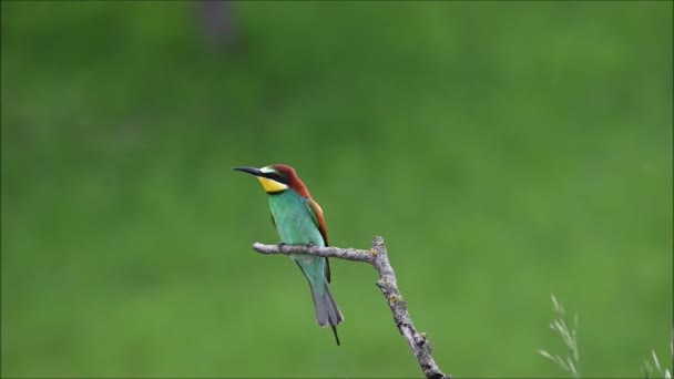 European Bee Eater Merops Apiaster Video Beautifully Coloured Bird Sitting — Stock Video