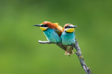 Daldaki renkli kuşlar. Avrupa arı yiyici (Merops apiaster). İki kuş tartışıyor. Kızgın kuşlar..