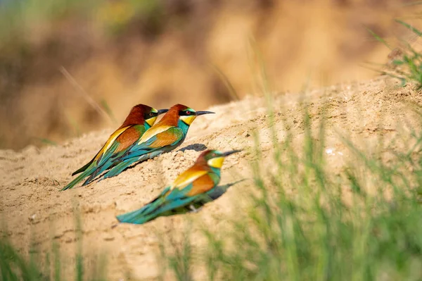 Колір Птахів Гілці Європейська Бджолоїдка Merops Apiaster Дві Пташки Сперечаються — стокове фото
