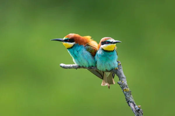 Color birds on a branch. The European bee-eater (Merops apiaster). Two birds arguing. Angry birds.