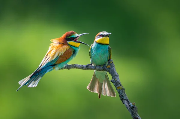 Apicultor Europeu Merops Apiaster Dois Pássaros Discutir Pássaros Irritados — Fotografia de Stock