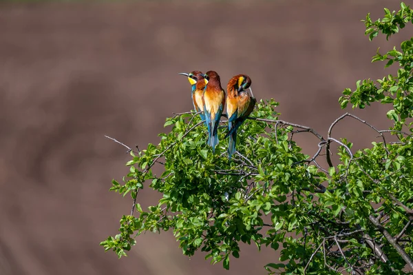 Pássaros Cores Ramo Apicultor Europeu Merops Apiaster Dois Pássaros Discutir — Fotografia de Stock