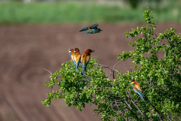 Pássaros Cores Ramo Apicultor Europeu Merops Apiaster Dois Pássaros Discutir — Fotografia de Stock