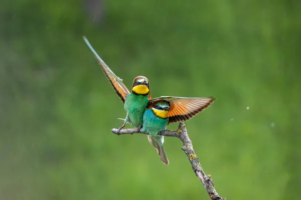 Kolorowe Ptaki Gałęzi Europejski Zjadacz Pszczół Merops Apiaster Dwie Kłócące — Zdjęcie stockowe