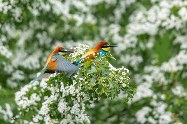 Прекрасна Європейська Бджолоїдка Merops Apiaster Сидить Квітучому Дереві Птахи Весною — стокове фото