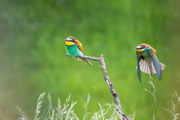 Kolorowy Ptaszek Europejski Pszczelarz Merops Apiaster Siadam Gałąź Odpoczywam Piękne — Zdjęcie stockowe
