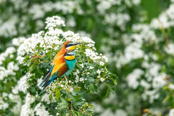 Kolorowy Ptaszek Europejski Pszczelarz Merops Apiaster Siadam Gałąź Odpoczywam Piękne — Zdjęcie stockowe