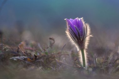 Su damlalarıyla daha büyük pask çiçekleri (Pulsatilla grandis), 