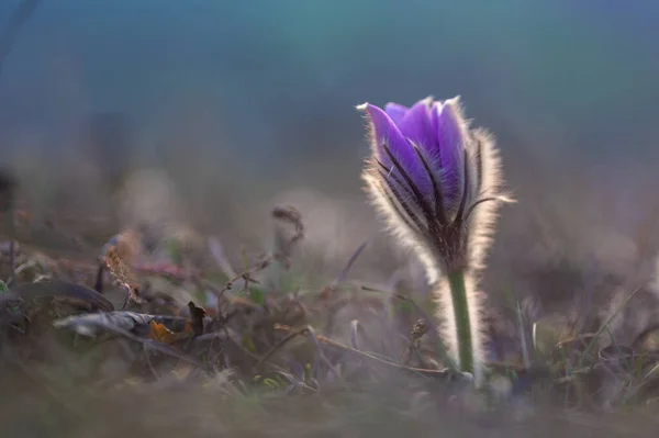 Большие Паскские Цветы Pulsatilla Grandis Капельками Воды Природный Заповедник Каменн — стоковое фото