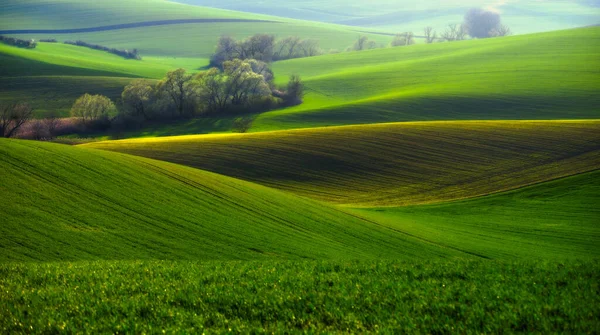 Золотая Весна Южной Моравии Завораживающий Пейзаж Теплом Светом Купание Красоте — стоковое фото