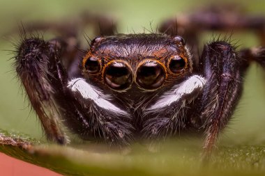 Zıplayan bir örümceğin kafası. Salticidae çok yakın..