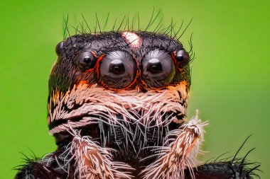 Zıplayan bir örümceğin kafası. Salticidae çok yakın..