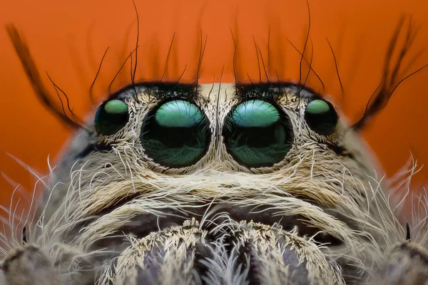 Detalhe Cabeça Uma Aranha Saltitante Salticidae Muito Perto — Fotografia de Stock