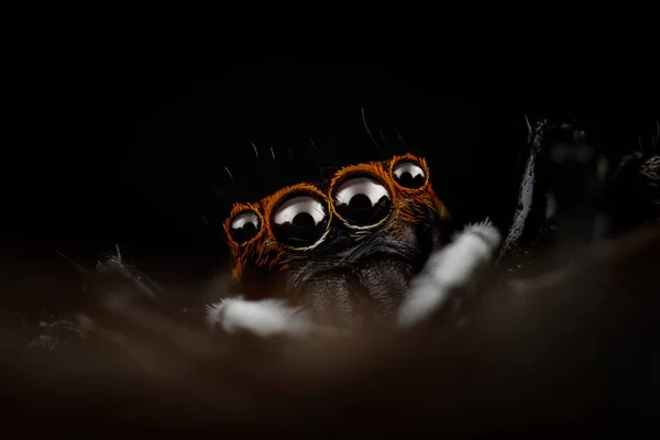 Egy Ugró Pók Fejének Részletei Salticidae Nagyon Közelről — Stock Fotó