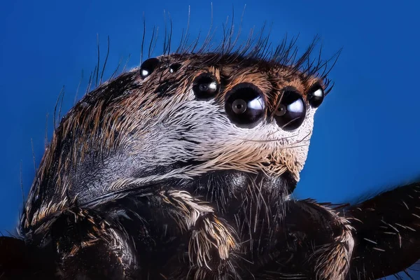 Szczegóły Głowy Skokowego Pająka Salticidae Bardzo Blisko — Zdjęcie stockowe