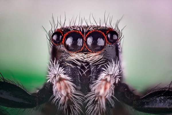 Egy Ugró Pók Fejének Részletei Salticidae Nagyon Közelről — Stock Fotó