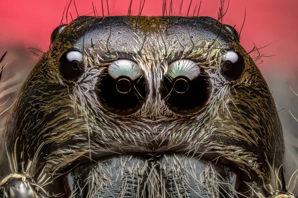 Detail Hlavy Skákajícího Pavouka Salticidae Velmi Blízko — Stock fotografie