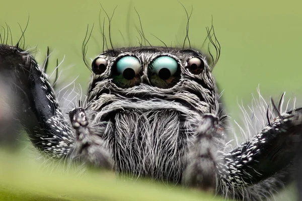 Detail Des Kopfes Einer Springenden Spinne Salticidae Aus Nächster Nähe — Stockfoto