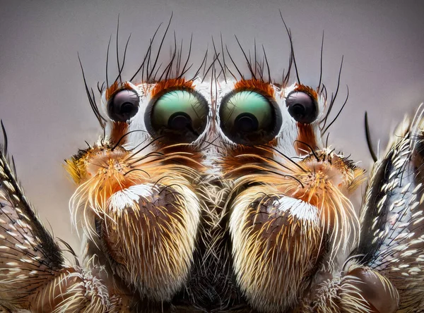 飛び跳ねるクモの頭の詳細 サル科は非常に近い — ストック写真