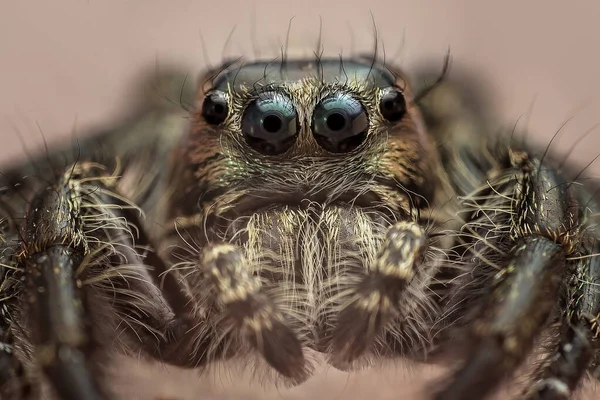 Zıplayan Bir Örümceğin Kafası Salticidae Çok Yakın — Stok fotoğraf