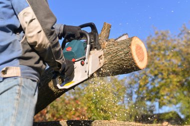 A professional chainsaw saws wood. Flying sawdust.