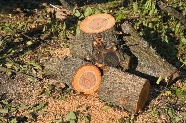 Testere kayıtları rastgele sıralanmış..