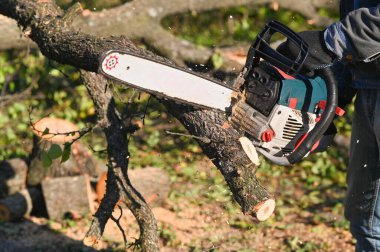 a logger saws a tree. blue chain saw in motion, sawdust flying