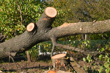Yere yığılmış bir ağaç. Tahta kesme hazırlığı.