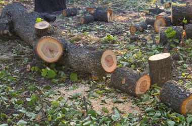 Ağaç kütüklere kesilir ve rastgele dizilir.